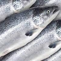 Frozen King Salmon/ Frozen Atlantic Salmon Fish For Sale