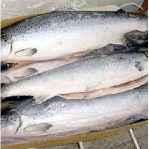 Good quality delicious seafood frozen fresh smoked salmon fish with vanilla