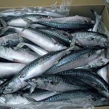 Fish And Seafoods Frozen Mackerel