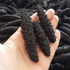 Best deal for dry sea cucumber, sea cucumber with premium quality