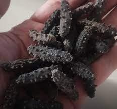 New Season Dried Sea Cucumber From Vietnam ready for Export