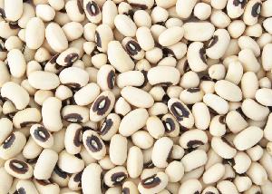 Wholesale Natural Black Eyed Beans/ White Cowpea bean in Bulk quantity