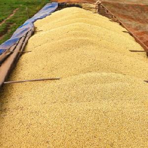 100% natural beans fromSouth Africa black eye white kidney beans for food