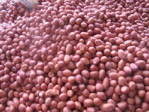 Quality Raw Peanut / Raw Groundnuts / Raw Peanut in Shell/ White and Red Peanuts