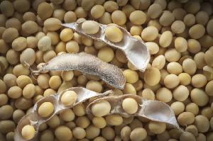Best Quality Natural and Non- GMO Yellow Soybean Seeds / Soybean / Soya beans High Quality