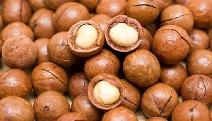  Bulk  Order Premium Grade High Quality Macadamia  Nuts  With Shell