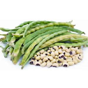 Delicious Cowpeas: Discover the Flavorful World of Cowpeas for Sale