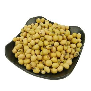 Plant-Based Powerhouse: Premium  Soybean s for Sale