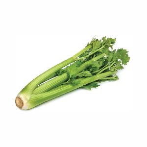 Fresh Celery for Sale: Savor the Crispness and Refreshing Flavor of Premium Celery Stalks