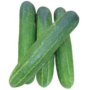  Fresh   Cucumber s for Sale: Enjoy the Crispness and Re fresh ing Flavor of Premium  Cucumber s