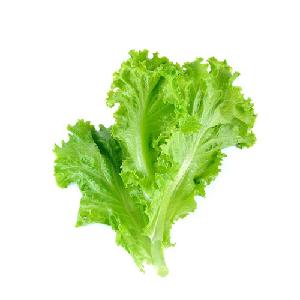 Fresh Lettuce for Sale Experience the Crispness and Nutritional Goodness of Premium Lettuce