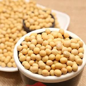 Wholesale Premium Soybeans for Sale