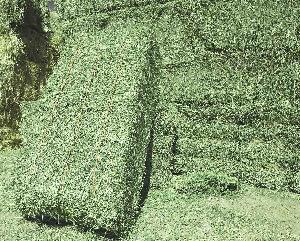 Top Grade Alfalfa For Animal Feed / Alfalfa Hay In Bulk