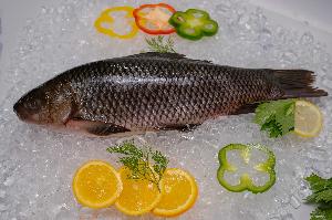 ROHU FISH