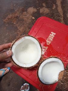 Fresh Coconut remove husk