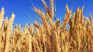 Durum wheat