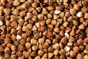 Buckwheat