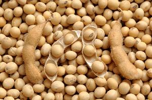 Soybeans