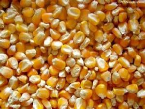 Dried yellow maize