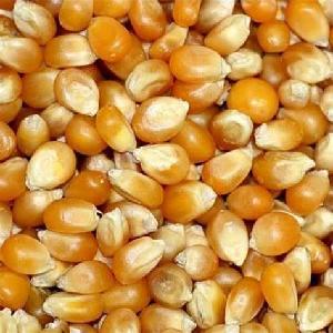 Quality grade dried maize