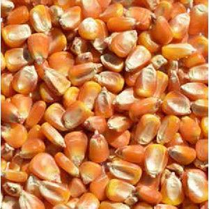Dried yellow maize for human consumption